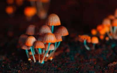 The LongTerm Effects of Mushrooms