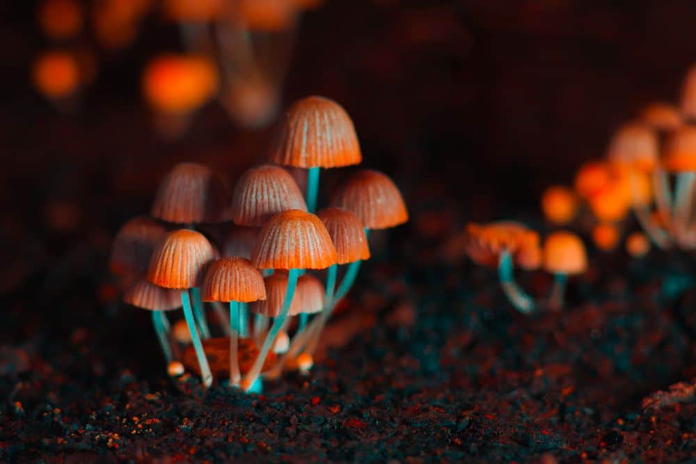 The Long-Term Effects of Mushrooms