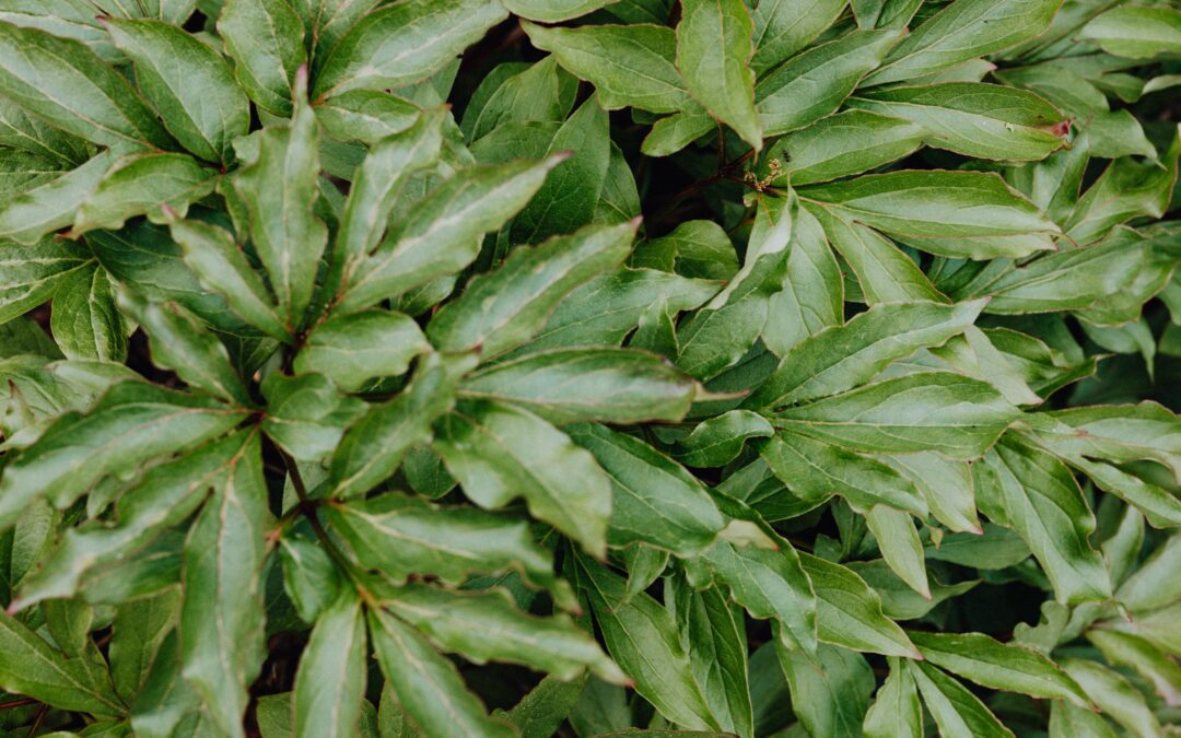 what is khat
