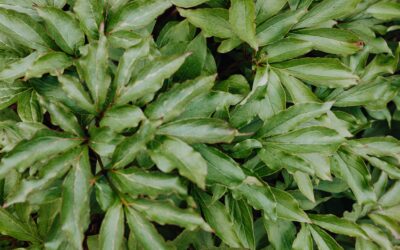 What Is Khat? A Look at the PlantBased Stimulant Drug