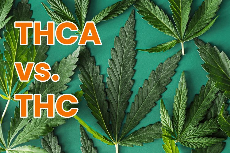 THCA vs THC Background of green cannabis leaves
